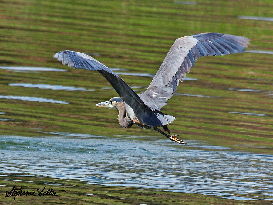 Great Blue Heron Photograph by Stephanie Salter