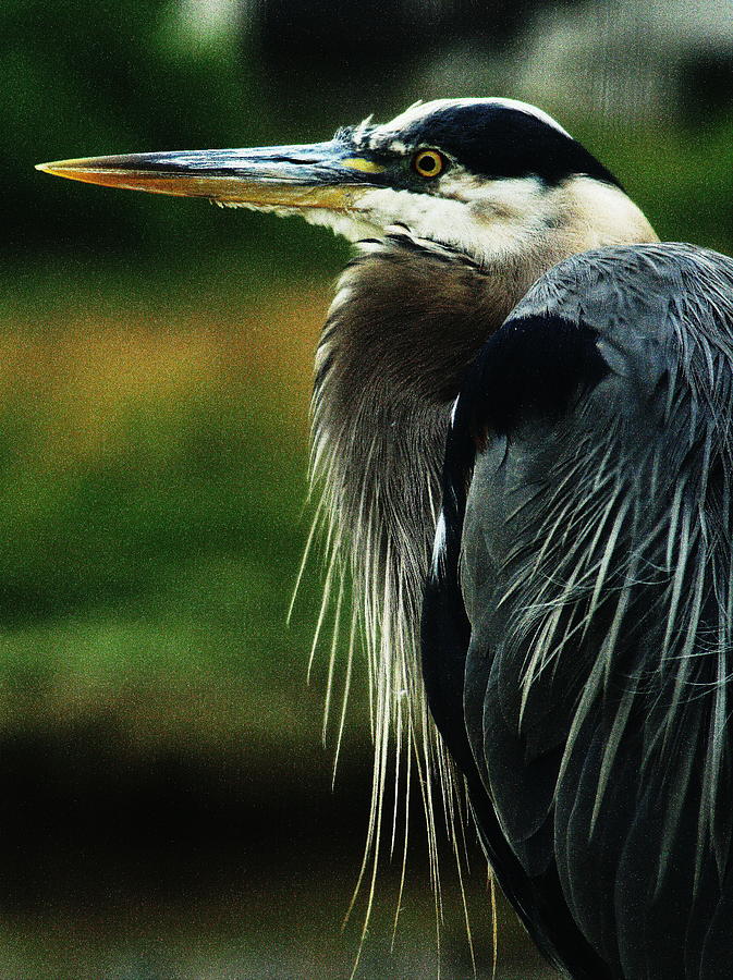 Great Blue Heron Photograph by Steven A Bash
