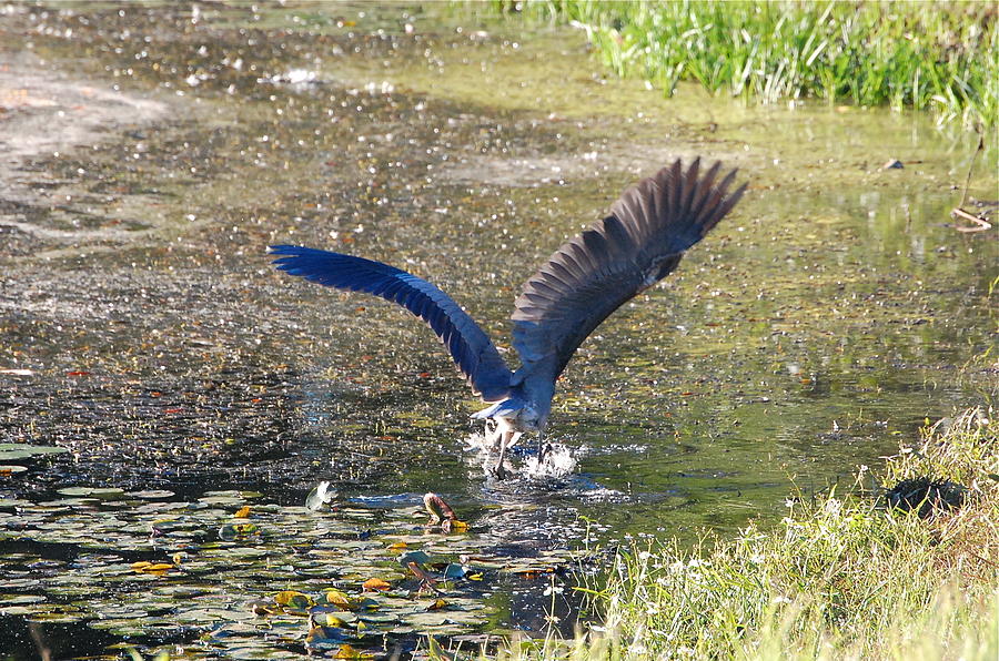 Great Blue Heron Strikes Bass Photograph by Mary McAvoy