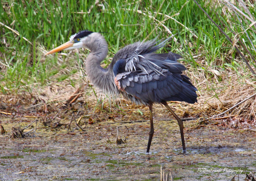 Great Blue Heron Struts Photograph by PJQandFriends Photography