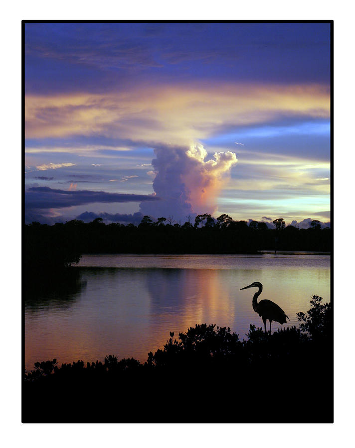 Great Blue Heron Sunset Photograph by Mal Bray