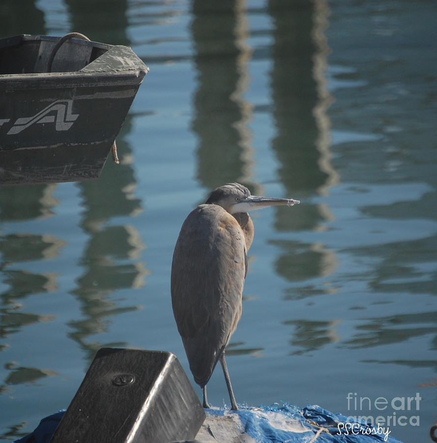 Great Blue Heron Photograph by Susan Stevens Crosby