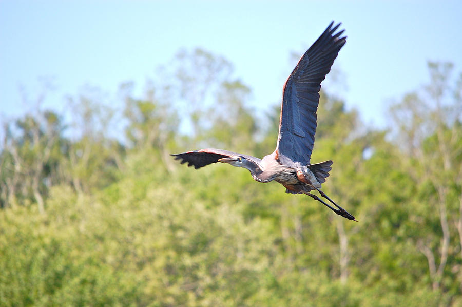 Great Blue Heron Underbelly Photograph by Mary McAvoy