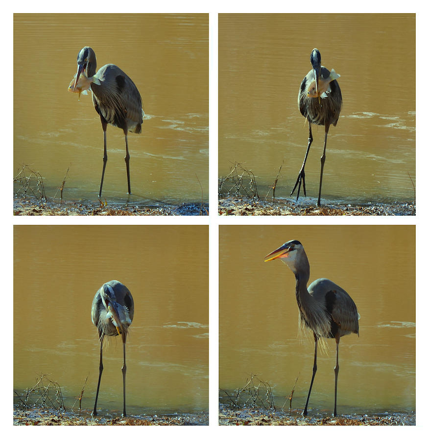 Crane Photograph - Great Blue Heron vs 14 inch Sun Fish - c3491h by Paul Lyndon Phillips