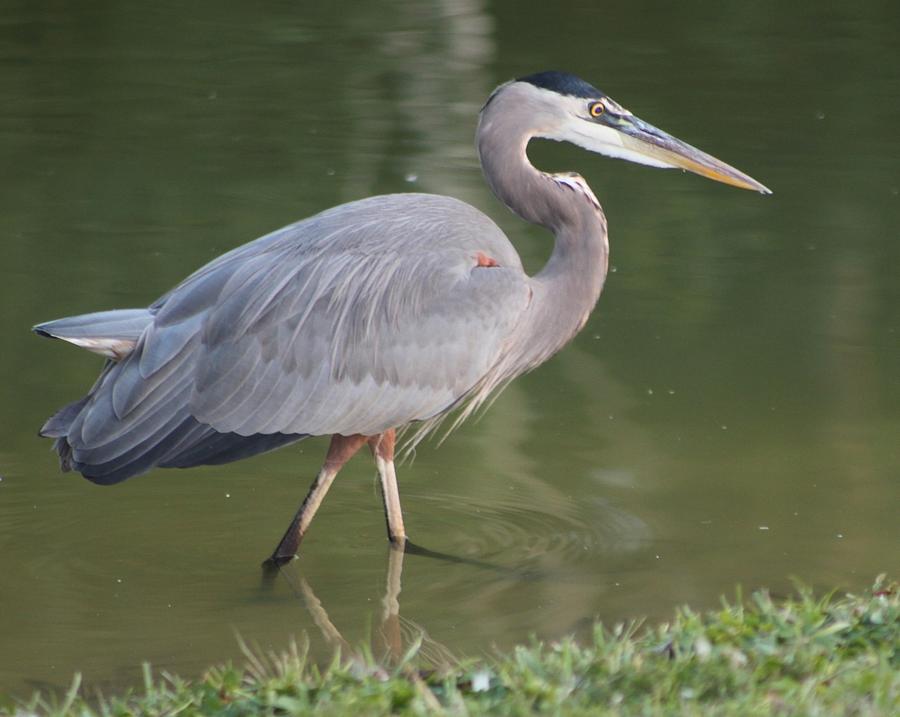 Great Blue Heron Wading in Pond Photograph by Jeanne Juhos