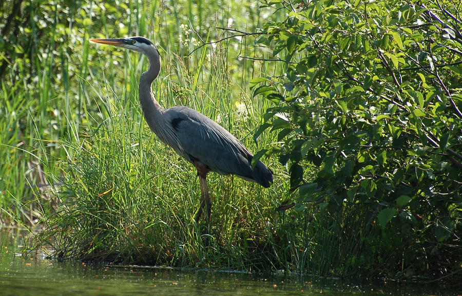 Great Blue Heron waiting to eat Photograph by Peter DeFina