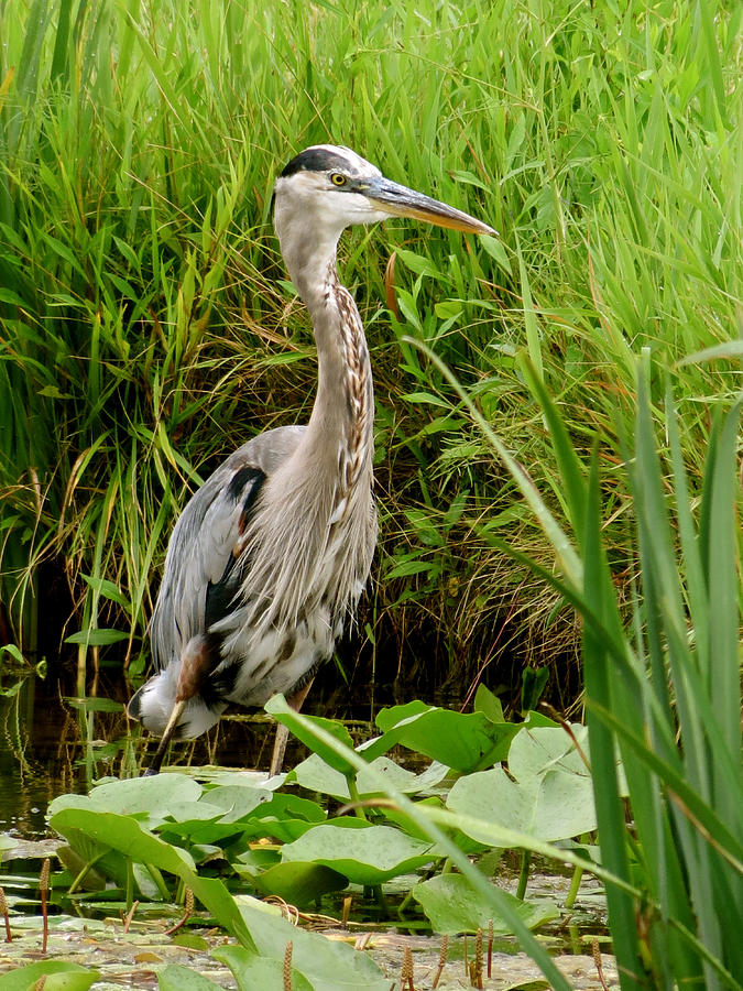 Great Blue Heron Walking Photograph by Azthet Photography