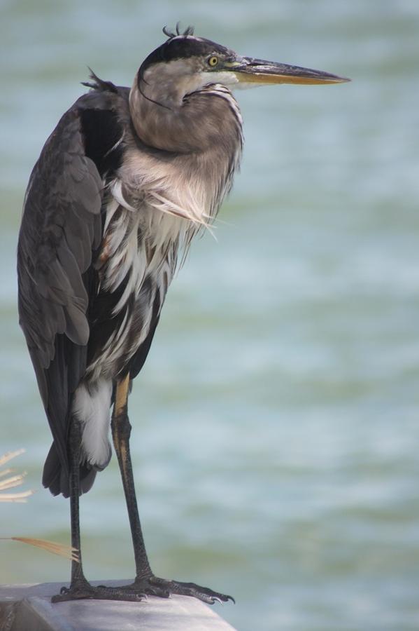Great Blue Heron Watching Photograph by Jeanne Juhos