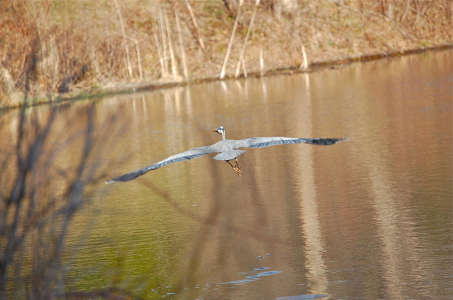 Great Blue Heron Wingspan Photograph by Mary McAvoy