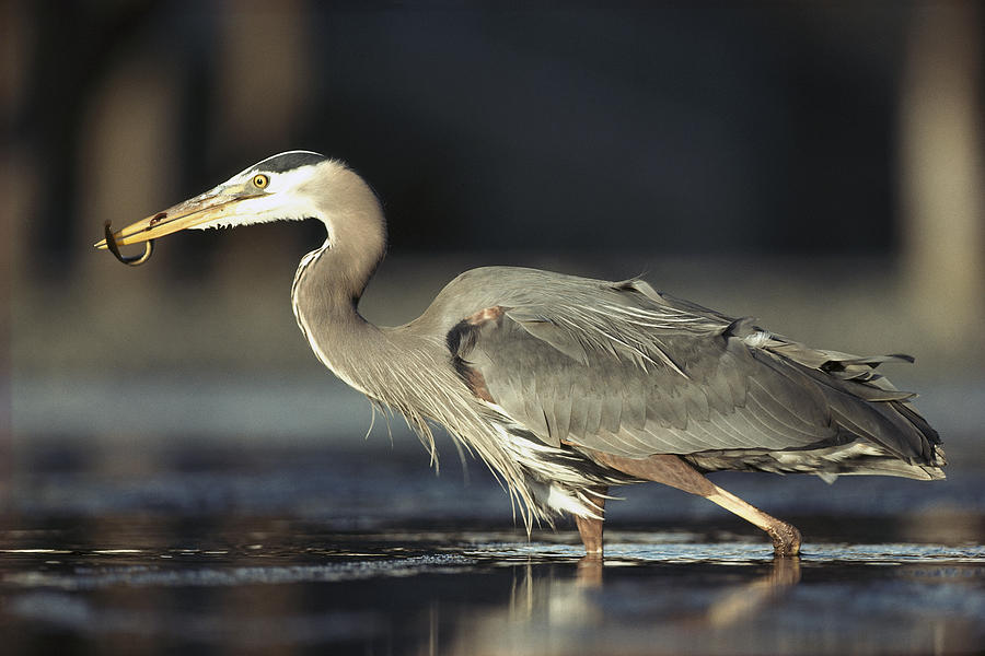 Animal Photograph - Great Blue Heron With Captured Fish by Tim Fitzharris