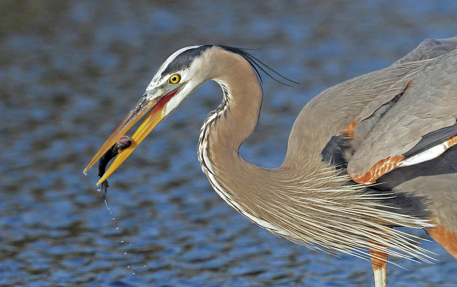 Great Blue Heron with Catch Photograph by Dave Mills