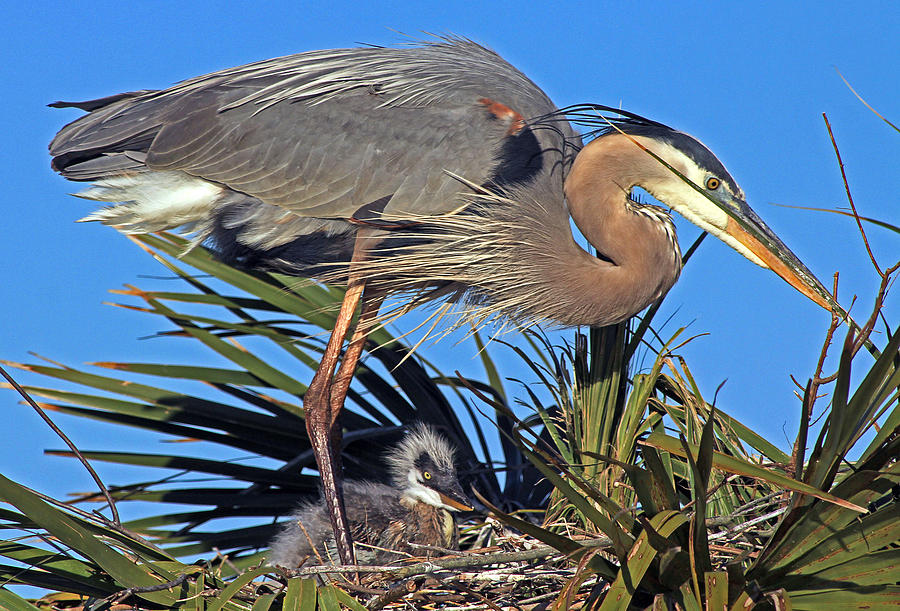 Great Blue Heron with chick Photograph by Larry Nieland