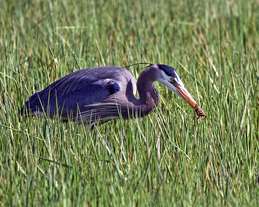 Great Blue Heron with Frog Photograph by Daryl Hanauer - Fine Art America