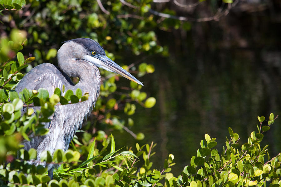 Great Blue Herons Hideout Photograph by Adam Pender