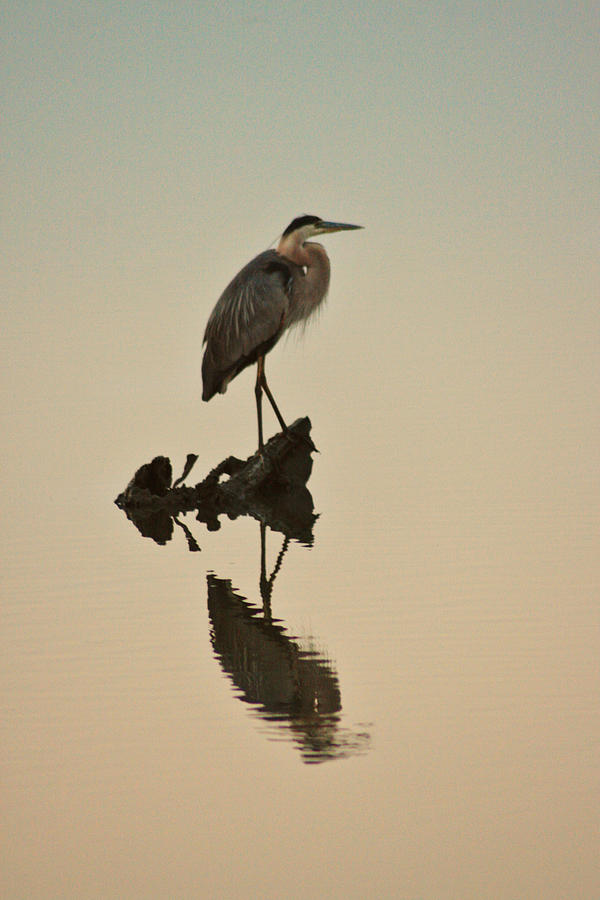 Great Blue reflection Photograph by Kelley Nelson