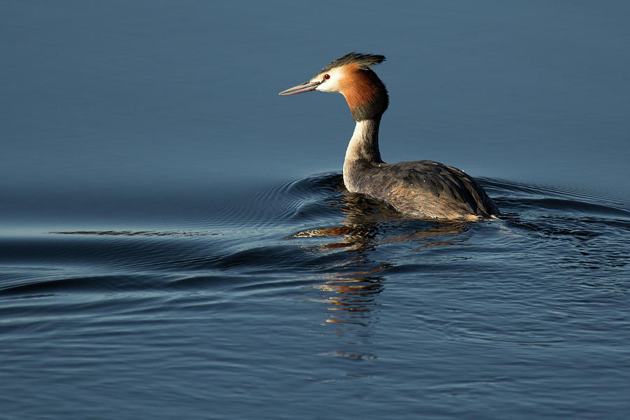 Great Crested Grebe Photograph by Celine Pollard