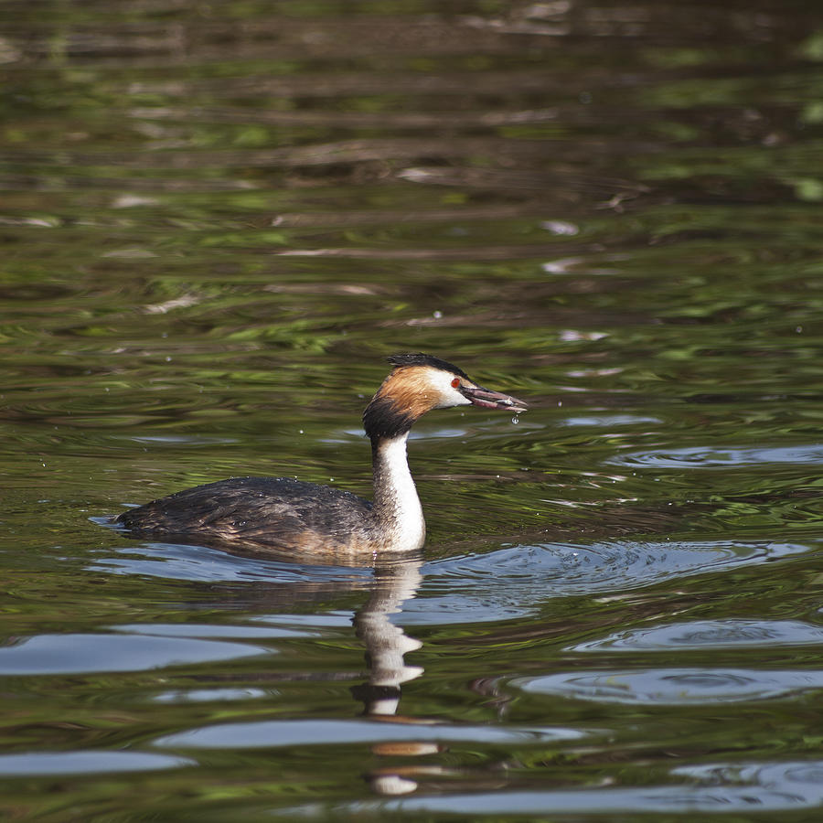 Bird Photograph - Great Crested Grebe with Breakfast by Steve Purnell