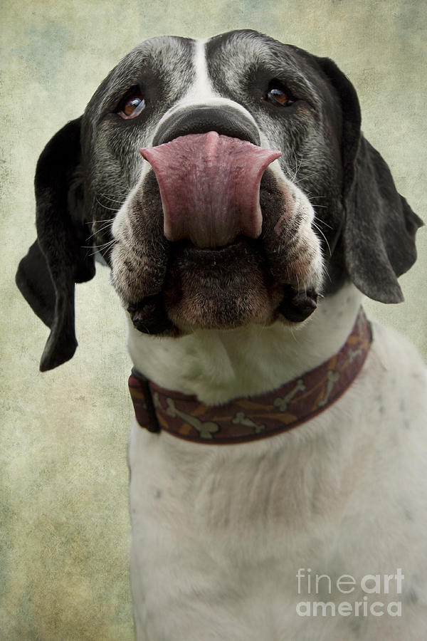 Great Dane Dog Tongue Photograph by Ethiriel Photography