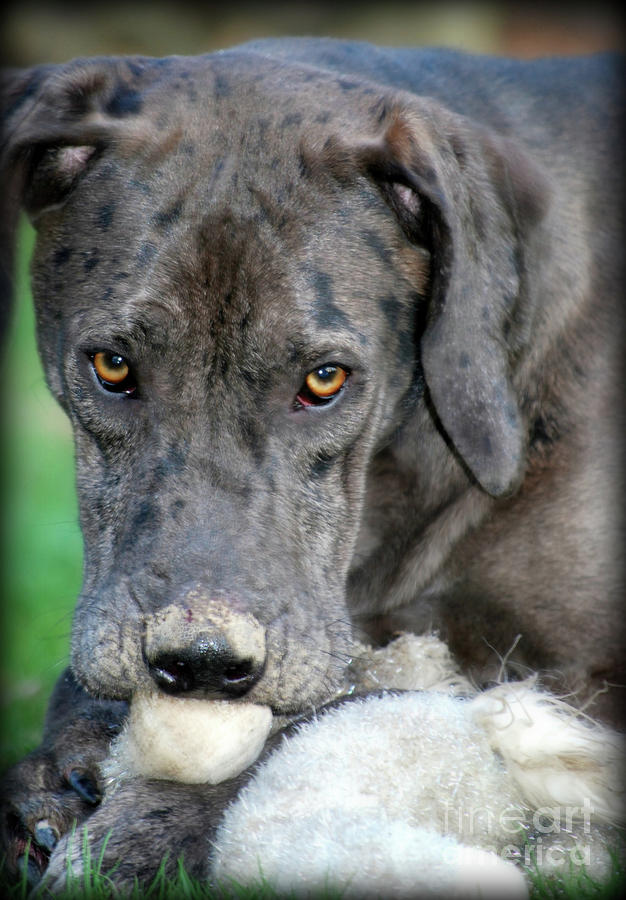 Great Dane Mix Photograph - Great Dane Mix Charlie by Lila Fisher-Wenzel