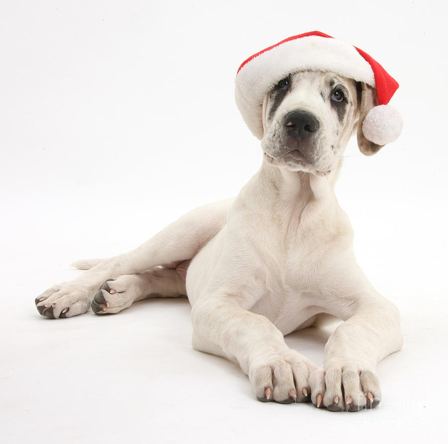 Great Dane Pup Wearing Christmas Hat Photograph by Mark Taylor