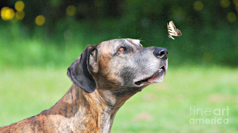 Great Dane Rufus DaGoofus with Butterfly Photograph by Lila Fisher-Wenzel