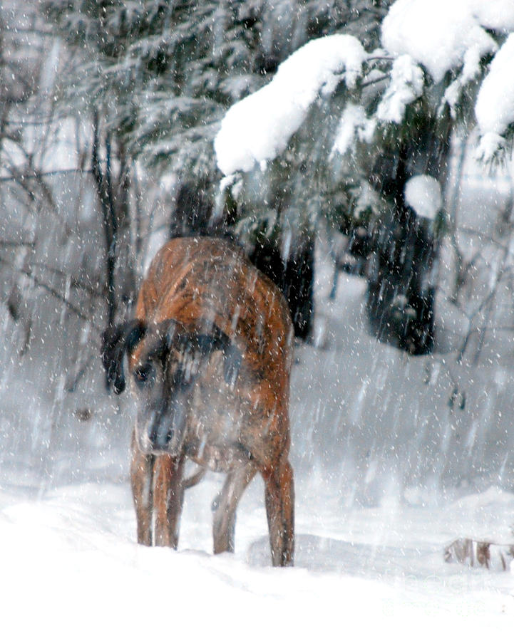 Dog Photograph - Great Dane Rufus Looking into a Blizzard by Lila Fisher-Wenzel