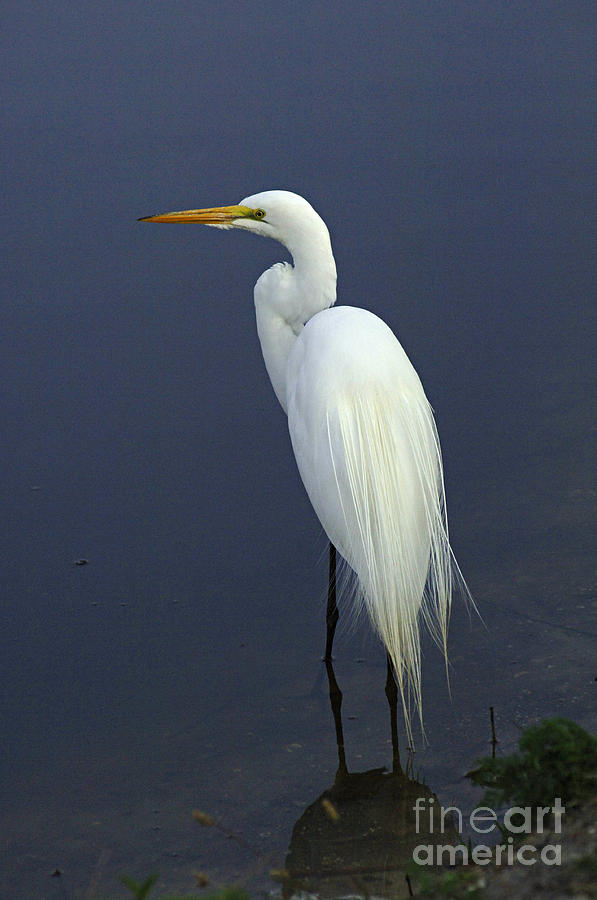 Great Egret 2 Photograph by Bob Christopher