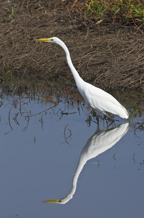 Great Egret - 2296 Photograph by Jerry Owens