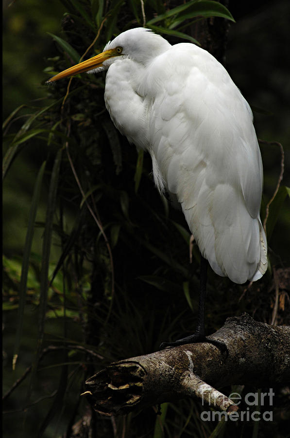 Great Egret 3 Photograph by Bob Christopher