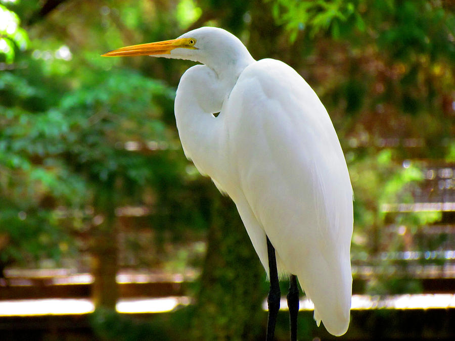 Nature Photograph - Great Egret at Rest by Judy Wanamaker