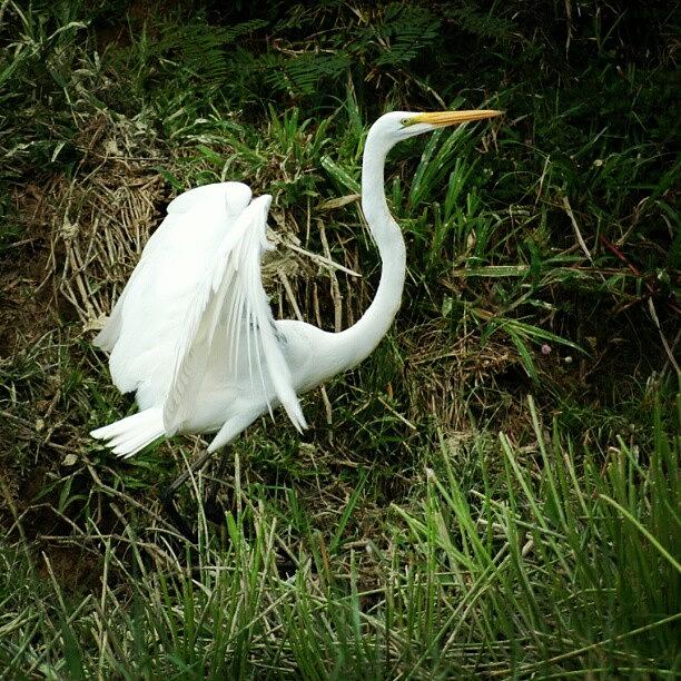 Egret Photograph - #great #egret Being Awesome In #belize by Joe P