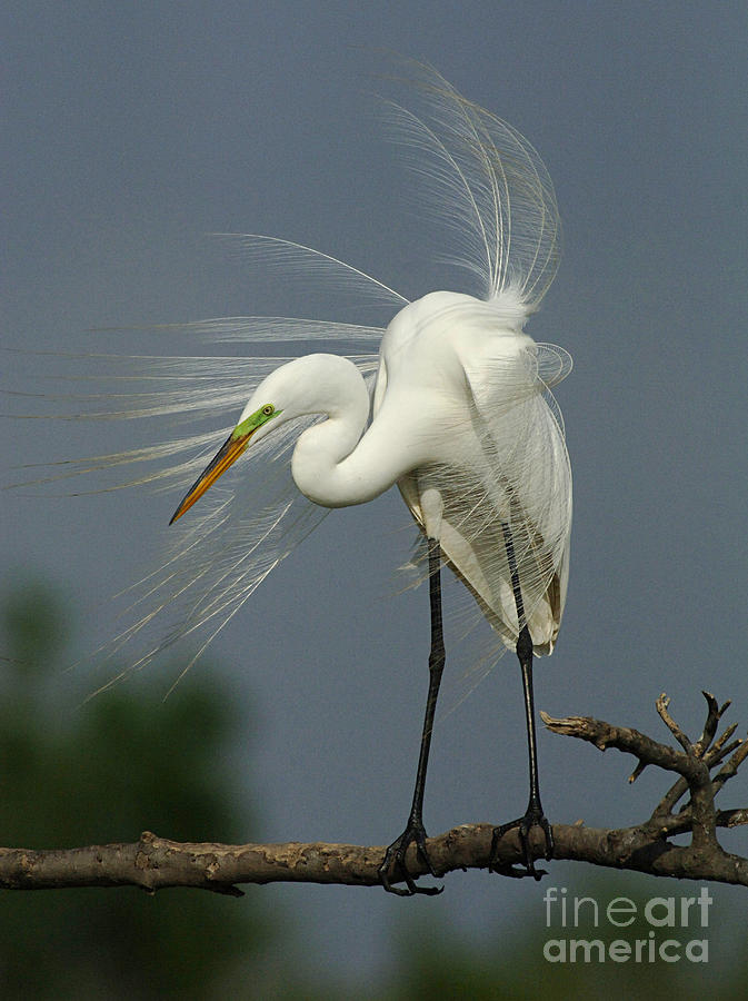Great Egret Photograph by Bob Christopher