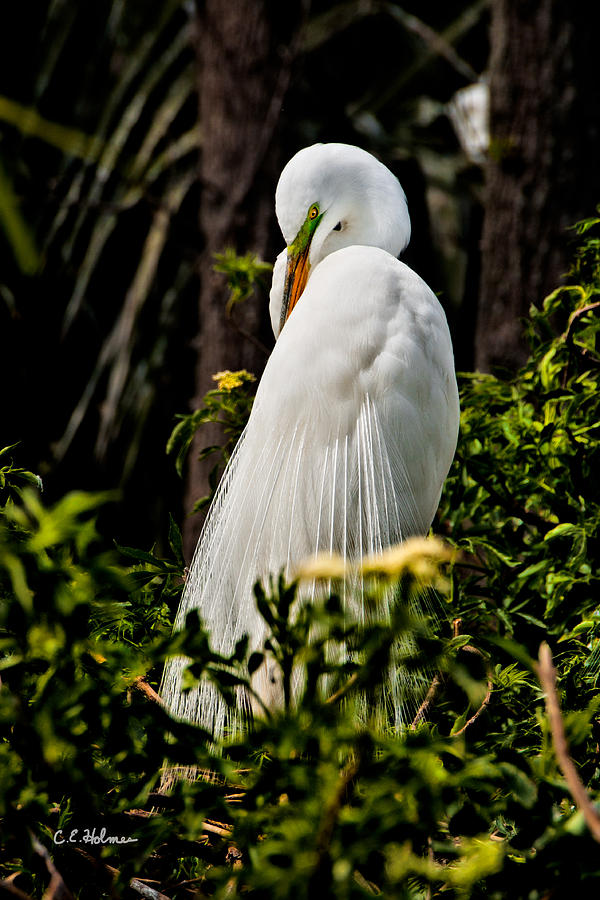 Great Egret Photograph by Christopher Holmes
