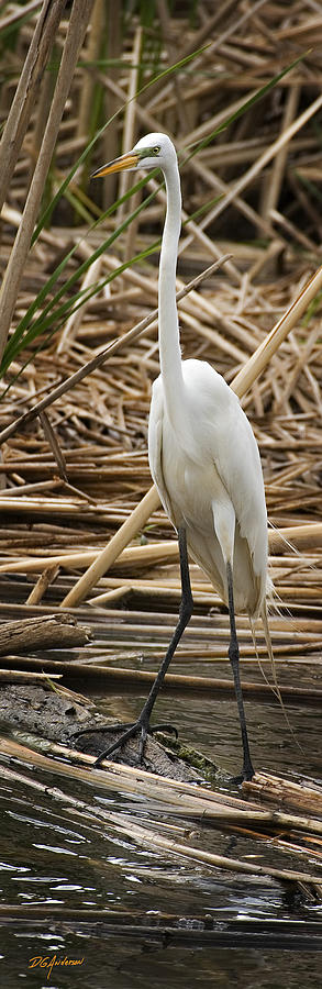 Great Egret Photograph by Don Anderson