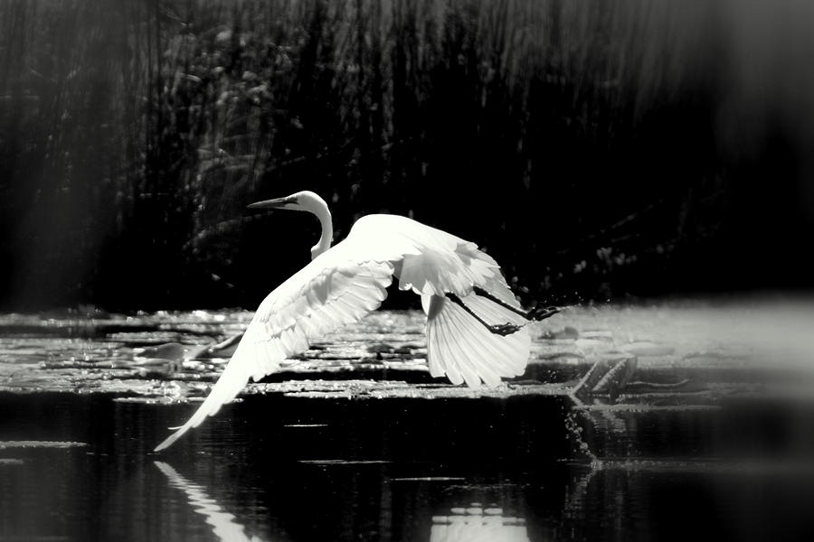 Great Egret - Egret - Tranquility Photograph by Travis Truelove