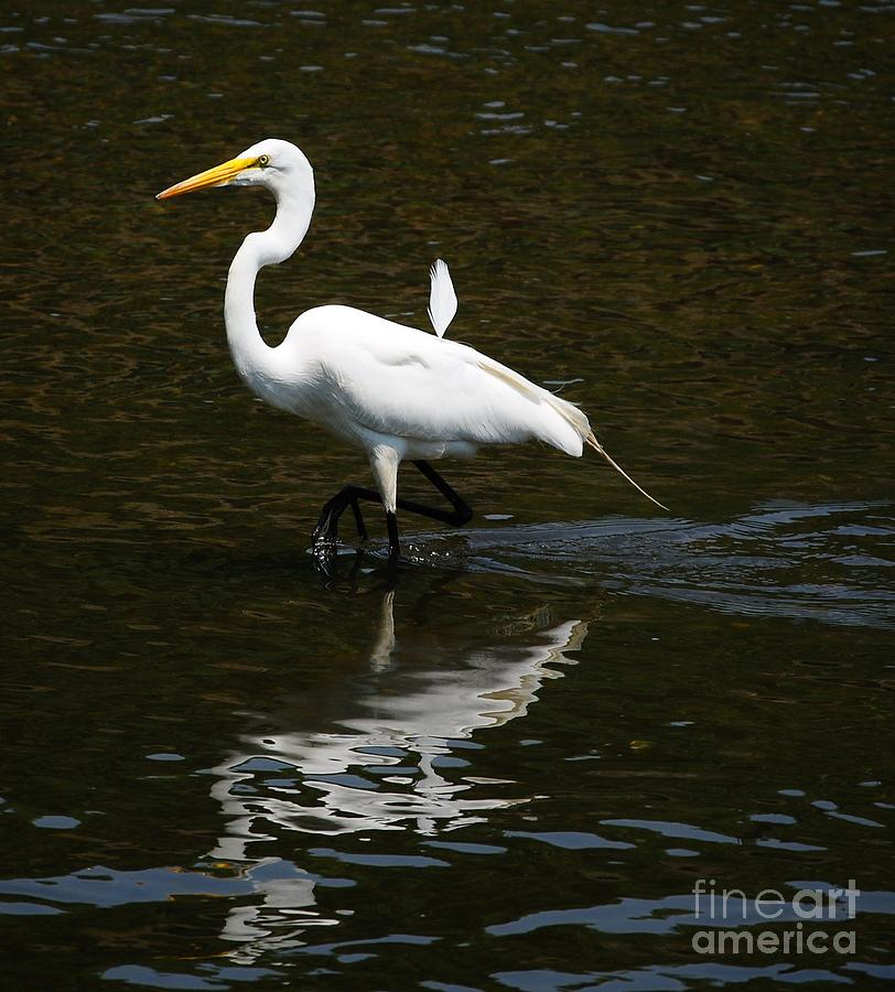 Great Egret  Photograph by Elaine Manley