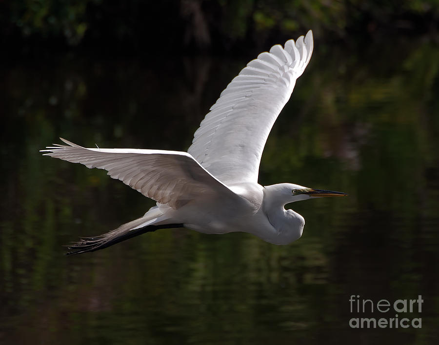 Great Egret flying Photograph by Art Whitton
