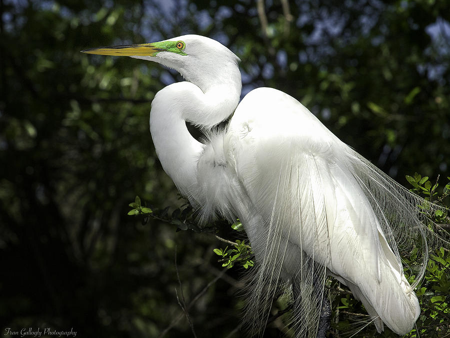 Great Egret Photograph by Fran Gallogly