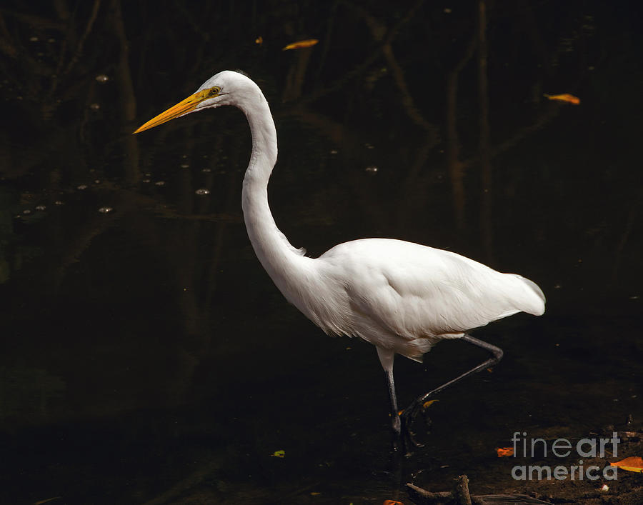 Great Egret Hunting Photograph by Art Whitton