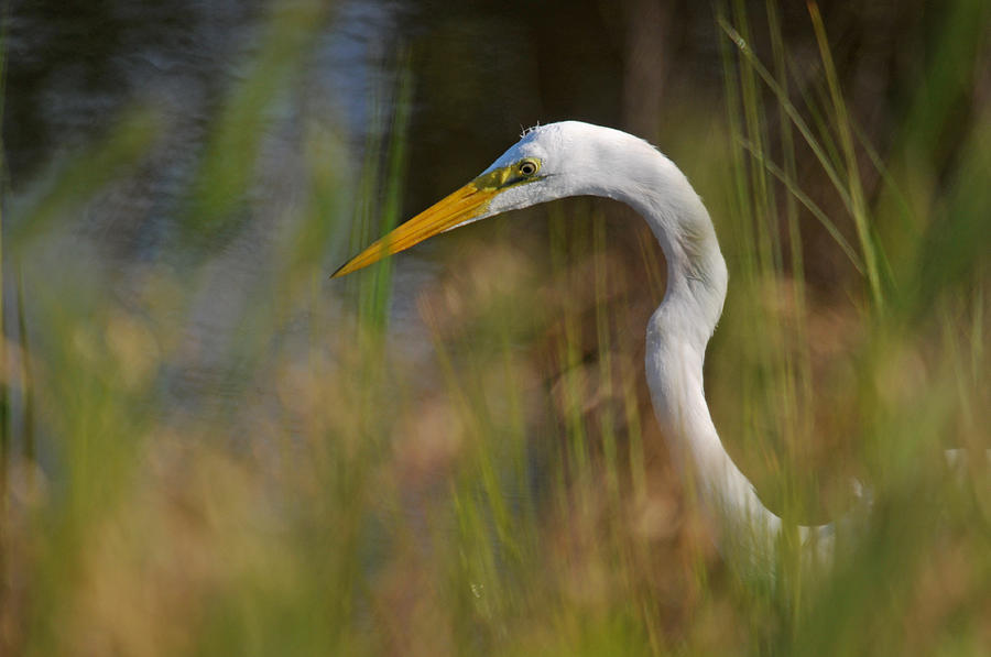 Great Egret Hunting Photograph by Diana Douglass