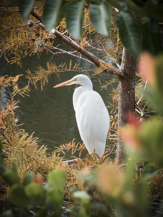 Egret Photograph - Great Egret  in Cypress by Patrick Lynch