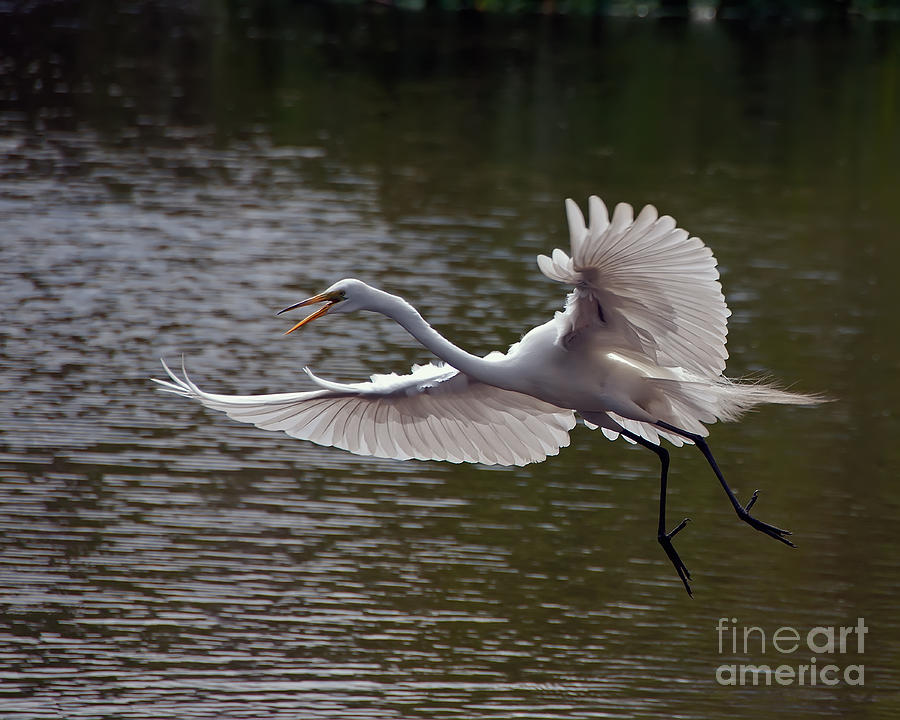 Great Egret in Flight Photograph by Art Whitton
