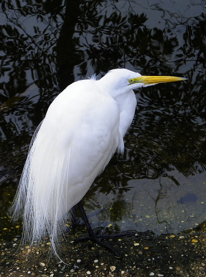 Great Egret in Mating Plumage Photograph by Judy Wanamaker