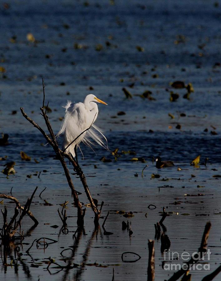 Great Egret Photograph by Jack  R Brock