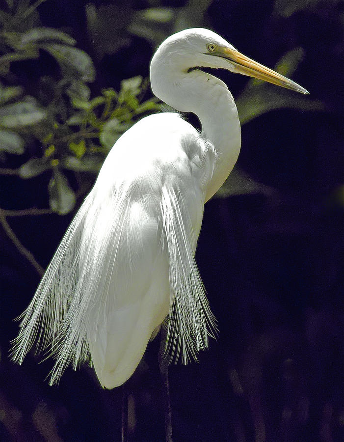Great Egret Photograph by Jocelyn Kahawai