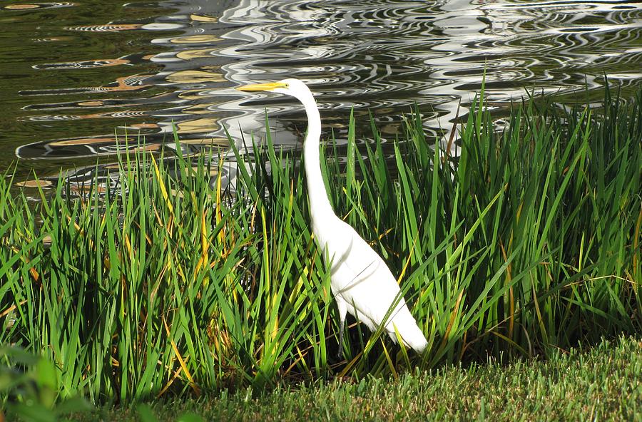 Great Egret Photograph by Keith Stokes