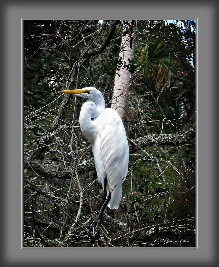 Great Egret Photograph by Linda Olsen