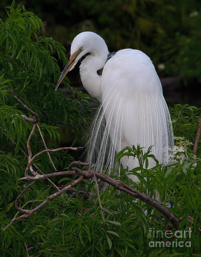 Great Egret Nesting Photograph by Art Whitton