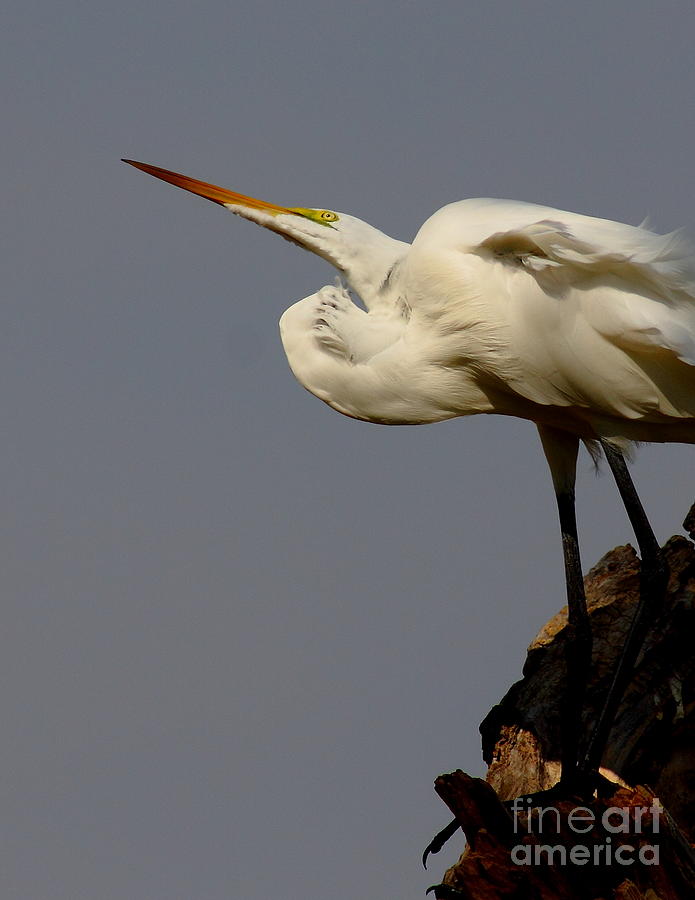 Great Egret On Roost Photograph by Robert Frederick