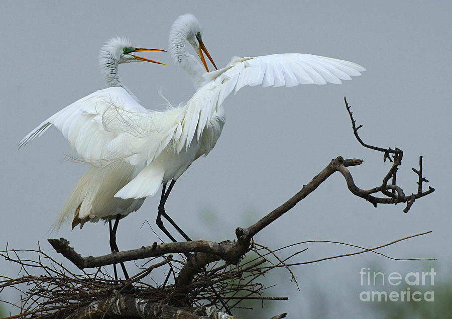 Great Egret Pair Photograph by Bob Christopher